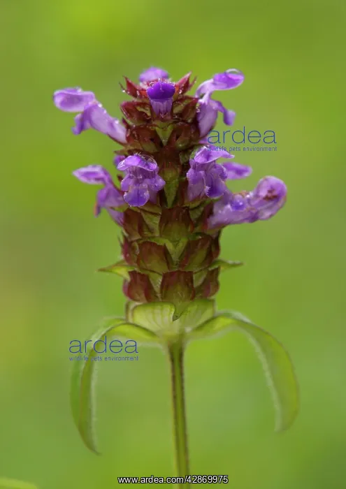 : Common Selfheal : Common Selfheal