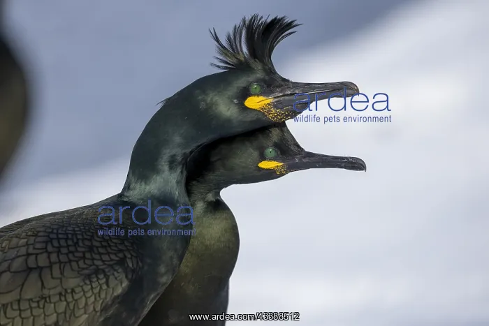 : Common shag (Phalacrocorax aristotelis), pair, plumage : Common shag (Phalacrocorax aristotelis), pair, plumage