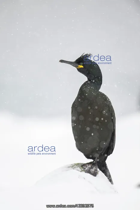 : Common shag (Phalacrocorax aristotelis), in the : Common shag (Phalacrocorax aristotelis), in the