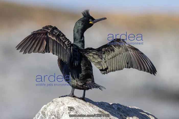: Common shag (Phalacrocorax aristotelis), plumage : Common shag (Phalacrocorax aristotelis), plumage