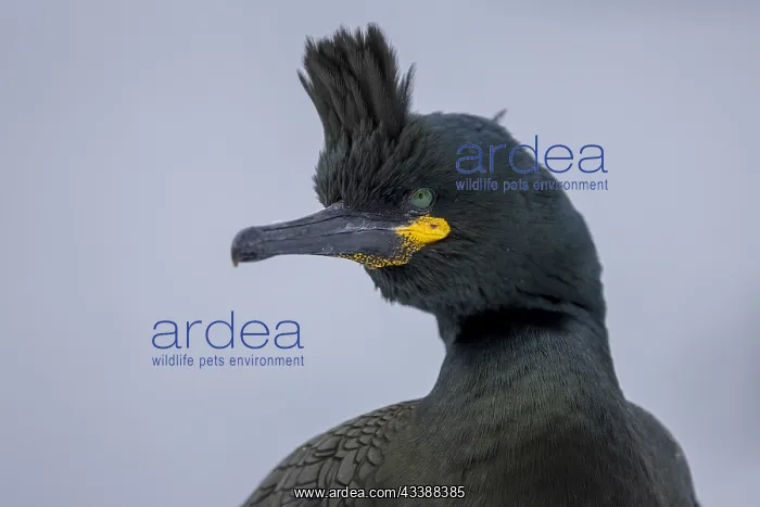 : Common shag (Phalacrocorax aristotelis), portrait : Common shag (Phalacrocorax aristotelis), portrait