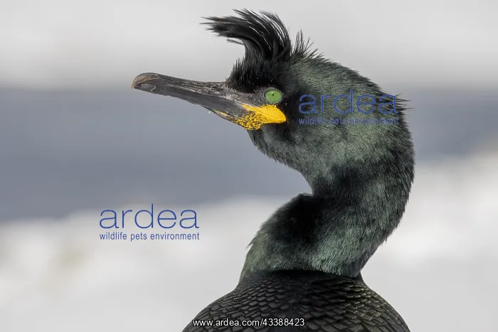 : Common shag (Phalacrocorax aristotelis), portrait : Common shag (Phalacrocorax aristotelis), portrait
