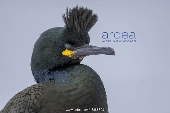  : Common shag (Phalacrocorax aristotelis), portrait
