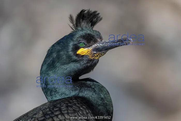 : Common shag (Phalacrocorax aristotelis), portrait : Common shag (Phalacrocorax aristotelis), portrait