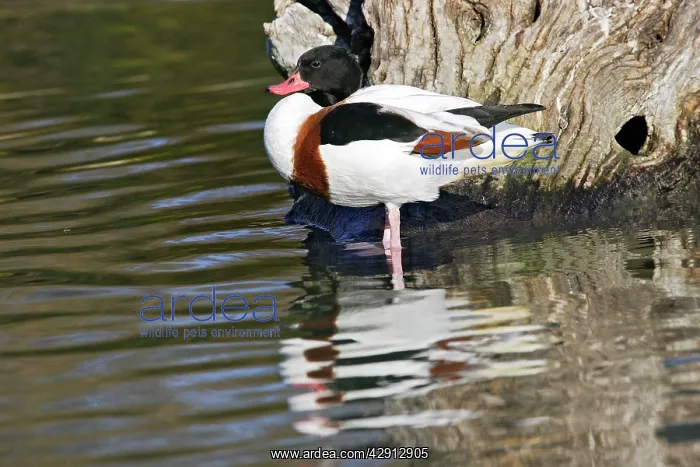 : Common Shelduck : Common Shelduck