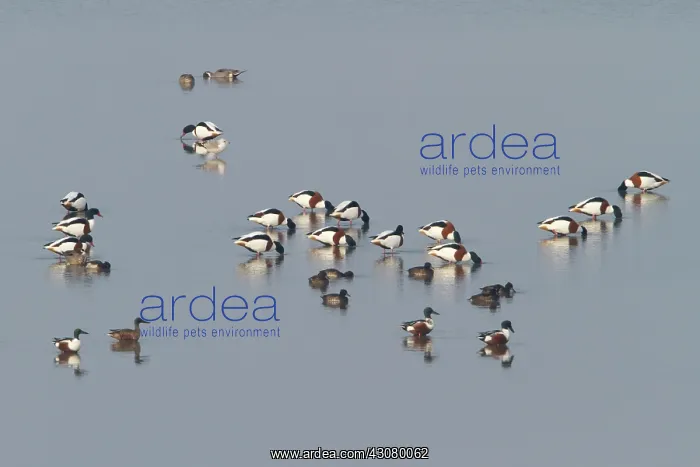 : Common Shelduck : Common Shelduck