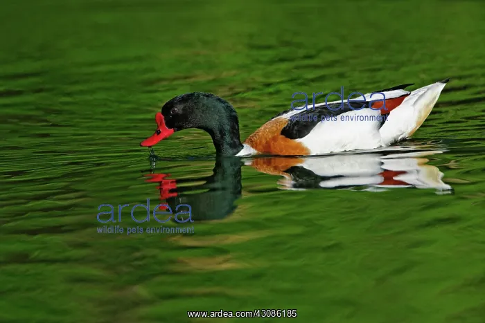 : Common Shelduck : Common Shelduck
