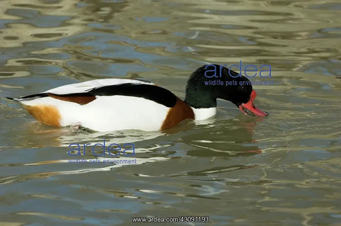 : Common Shelduck : Common Shelduck