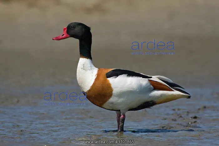 : Common Shelduck : Common Shelduck