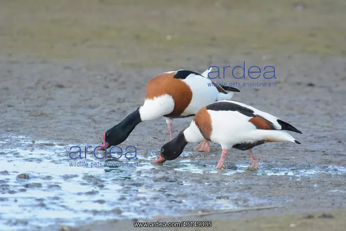 : Common Shelduck : Common Shelduck