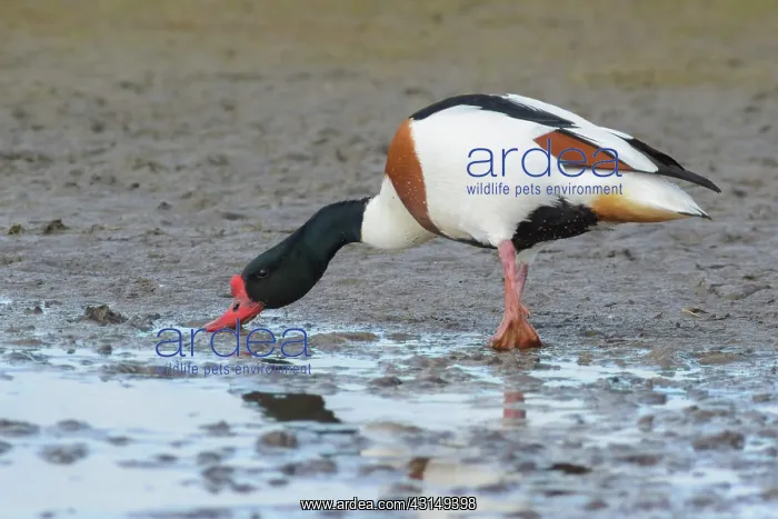 : Common Shelduck : Common Shelduck