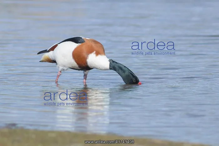 : Common Shelduck : Common Shelduck