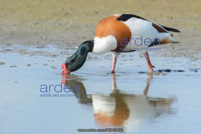 : Common Shelduck : Common Shelduck
