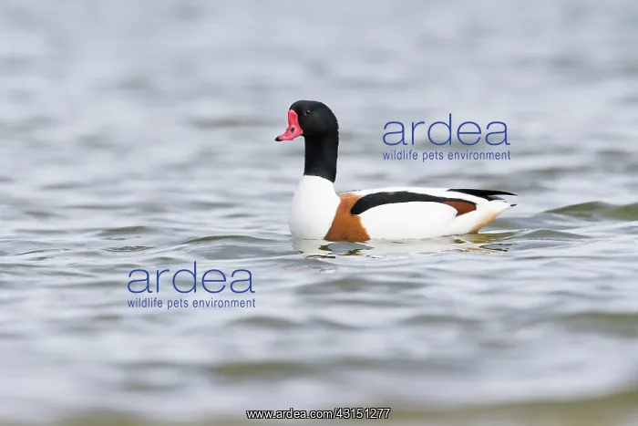 : Common Shelduck : Common Shelduck