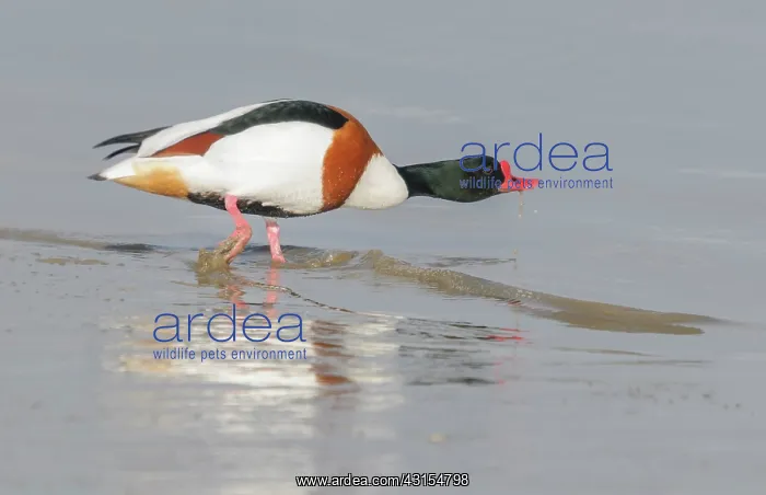 : Common Shelduck : Common Shelduck