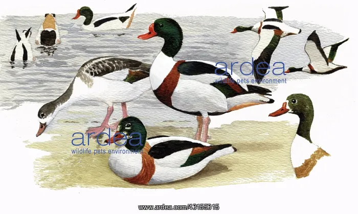 : Common Shelduck : Common Shelduck