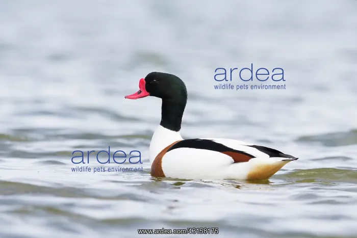 : Common Shelduck : Common Shelduck