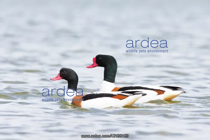 : Common Shelduck : Common Shelduck