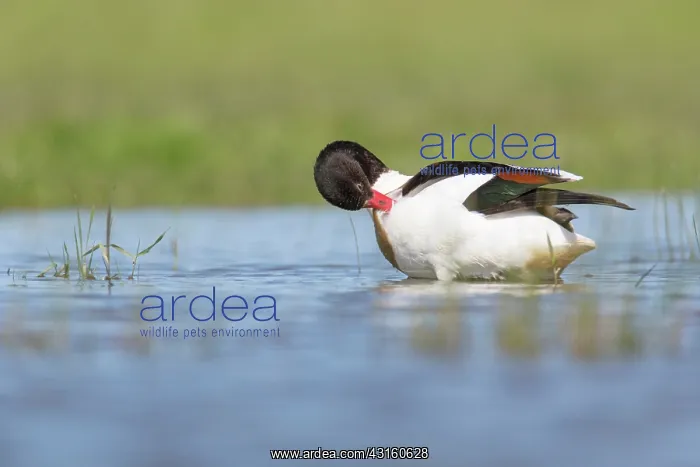  : Common Shelduck