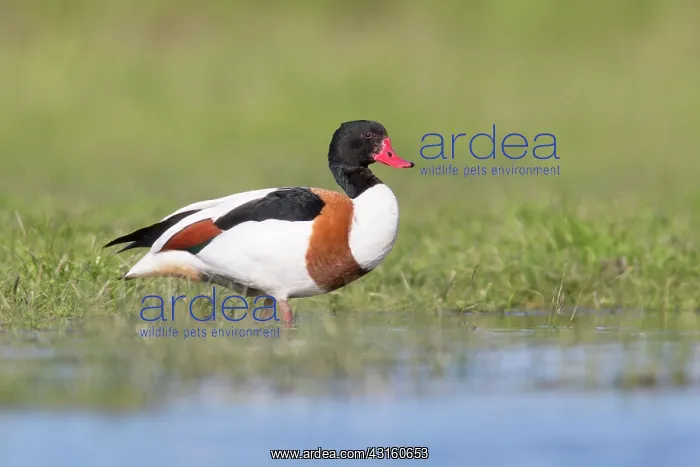 : Common Shelduck : Common Shelduck