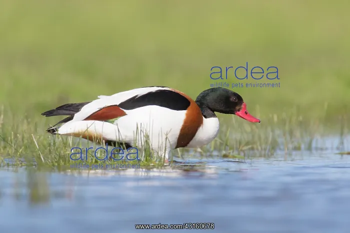: Common Shelduck : Common Shelduck