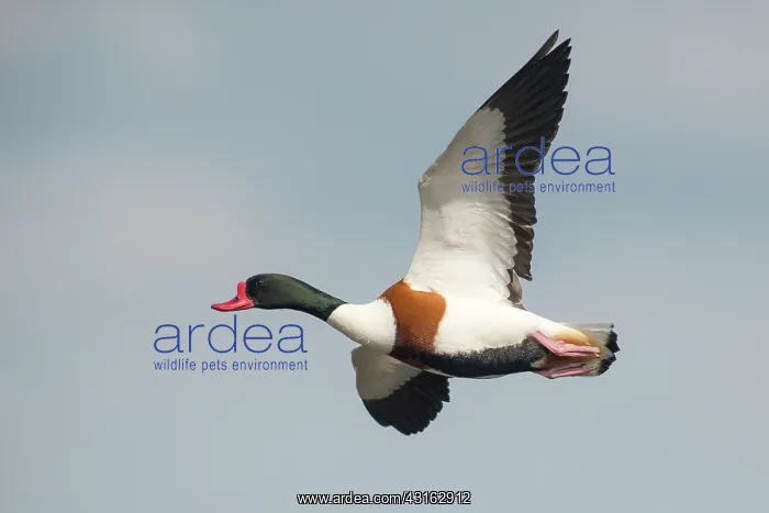 : Common Shelduck : Common Shelduck