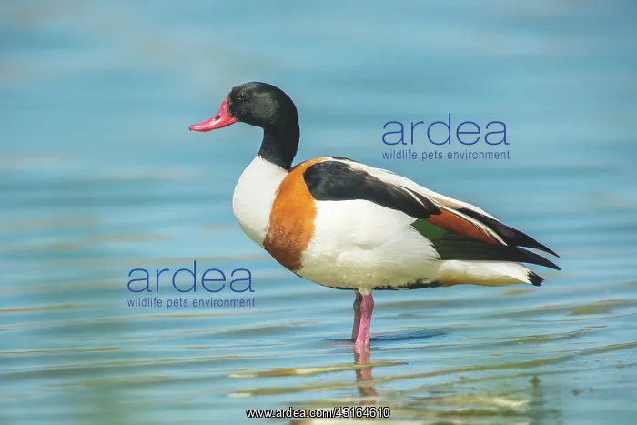 : Common Shelduck : Common Shelduck