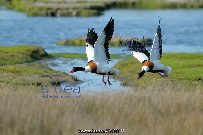 : Common Shelduck : Common Shelduck