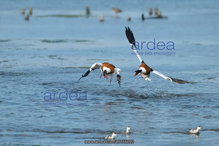: Common Shelduck : Common Shelduck