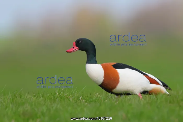 : Common Shelduck : Common Shelduck
