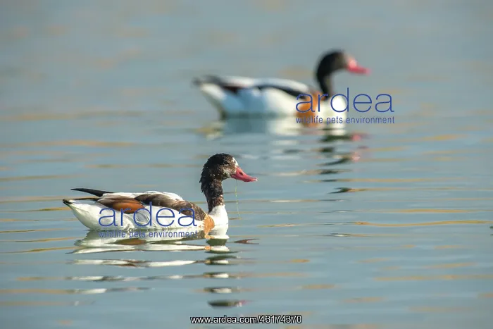 : Common Shelduck : Common Shelduck