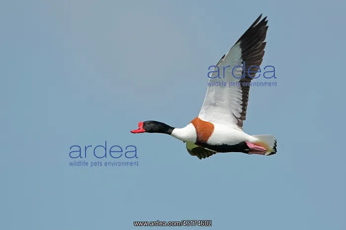 : Common Shelduck : Common Shelduck