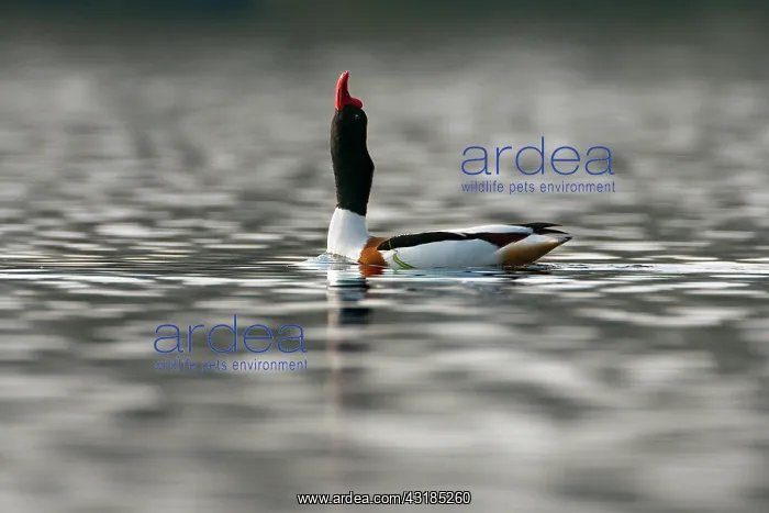 : Common Shelduck : Common Shelduck