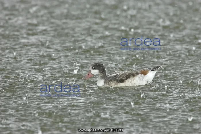 : Common Shelduck : Common Shelduck