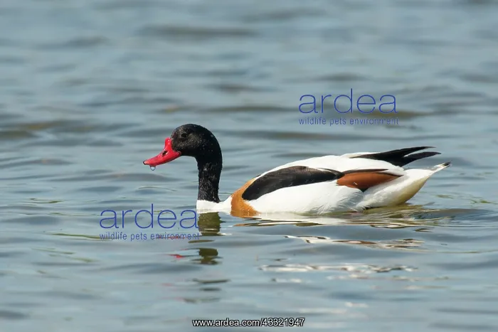 : Common Shelduck : Common Shelduck