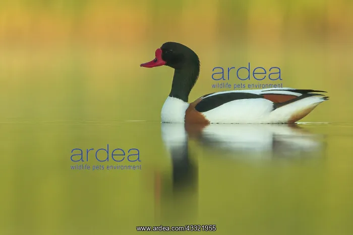 : Common Shelduck : Common Shelduck