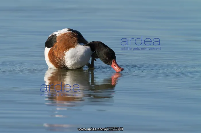 : Common Shelduck : Common Shelduck