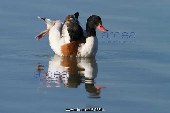 : Common Shelduck : Common Shelduck