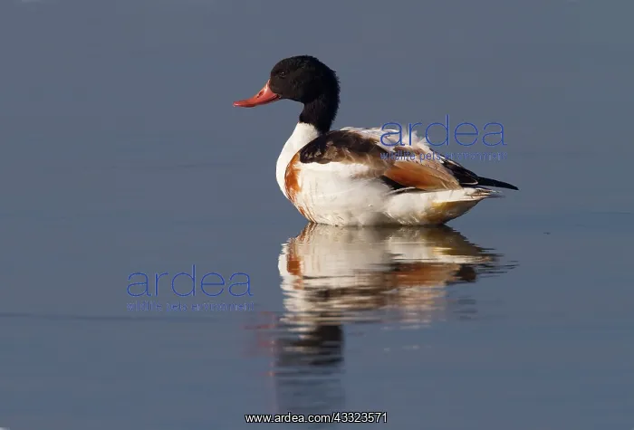 : Common Shelduck : Common Shelduck