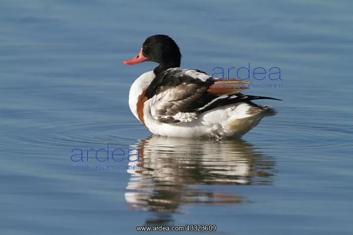 : Common Shelduck : Common Shelduck