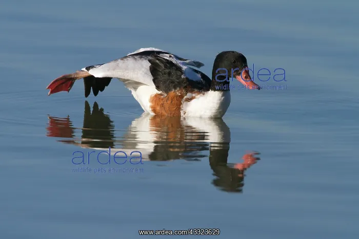 : Common Shelduck : Common Shelduck