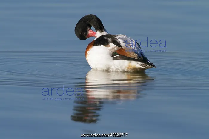 : Common Shelduck : Common Shelduck