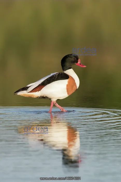: Common Shelduck - adult male - Germany : Common Shelduck - adult male - Germany