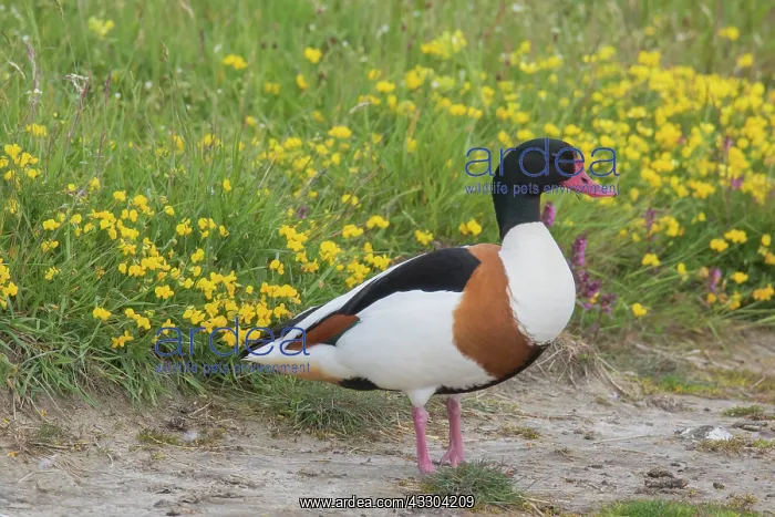 : Common Shelduck - adult male - Germany : Common Shelduck - adult male - Germany