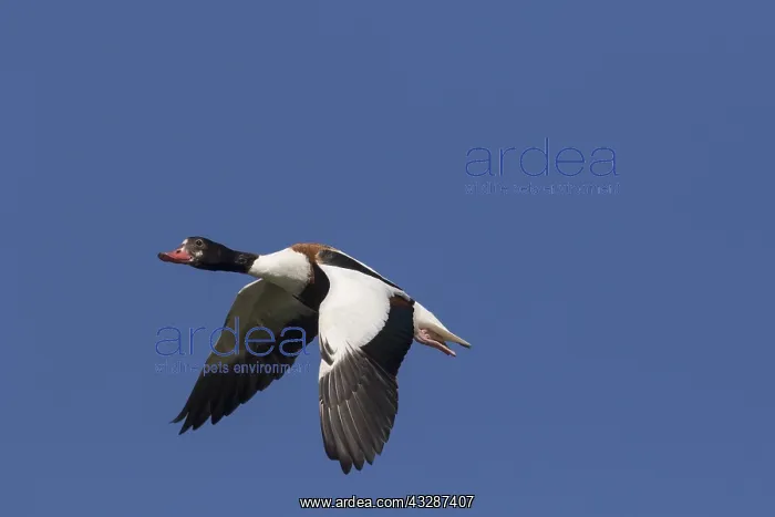: Common Shelduck - duck in flight - Germany : Common Shelduck - duck in flight - Germany