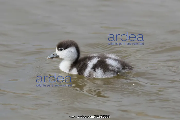 : Common Shelduck - duckling swimming - Germany : Common Shelduck - duckling swimming - Germany