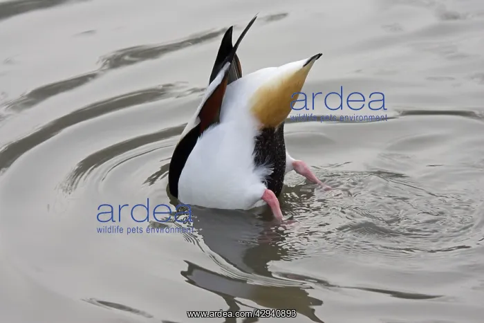 : Common shelduck - feeding : Common shelduck - feeding