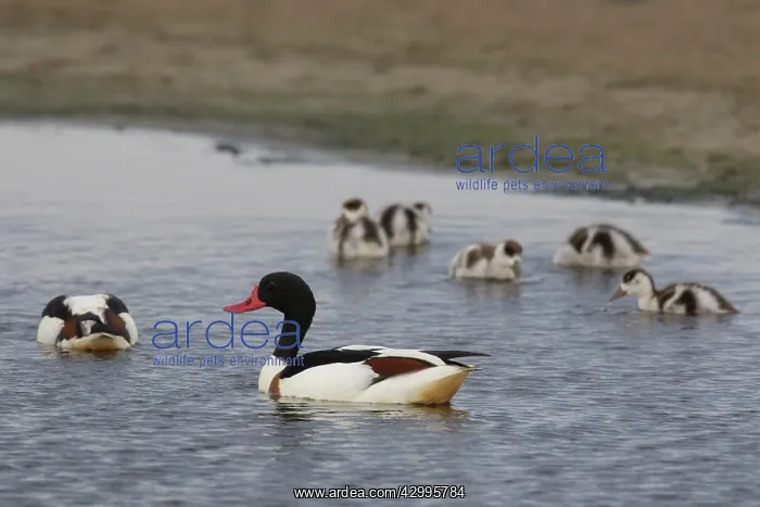 : Common Shelduck - female with ducklings - Germany : Common Shelduck - female with ducklings - Germany