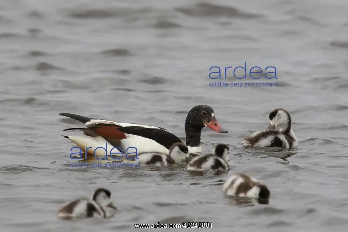 : Common Shelduck - female with ducklings - Germany : Common Shelduck - female with ducklings - Germany