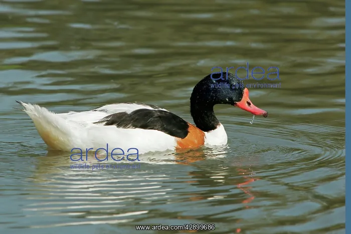 : Common Shelduck - male : Common Shelduck - male